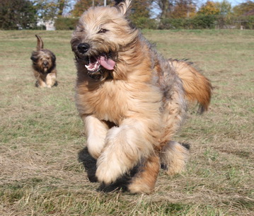 FamilientreffenMWurf0