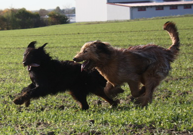 FamilientreffenMWurf11