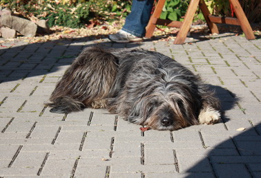 FamilientreffenMWurf15