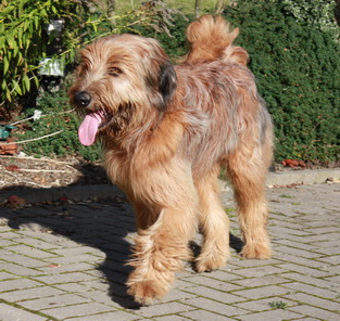 FamilientreffenMWurf17