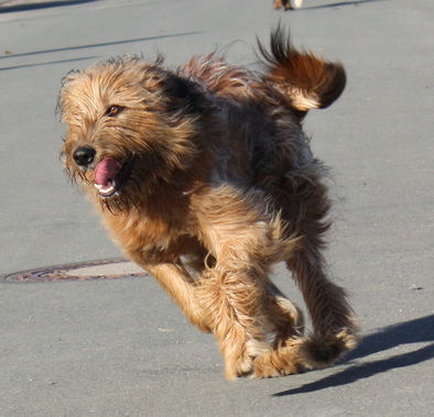 FamilientreffenMWurf26