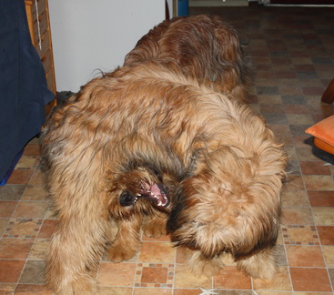 FamilientreffenMWurf29