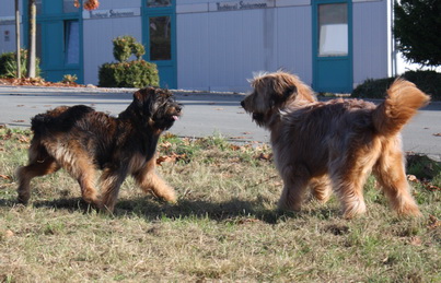 FamilientreffenMWurf3