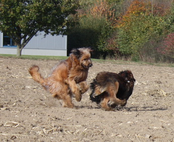 FamilientreffenMWurf9