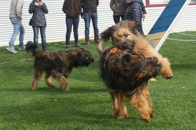 FamilientreffenTWurf4