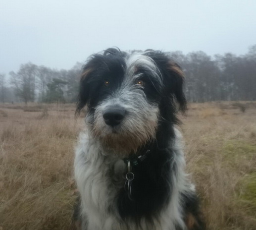 QuebraderoOskar7 QuebraderoOskar7