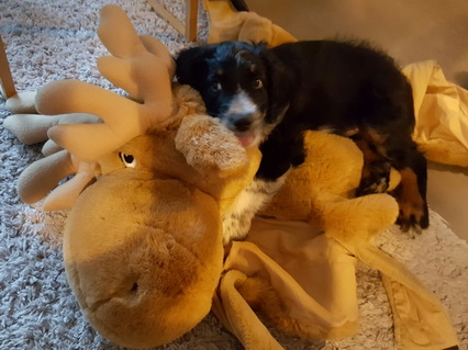 QueridoThorvi1 QueridoThorvi1