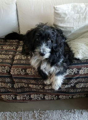 QueridoThorvi5 QueridoThorvi5