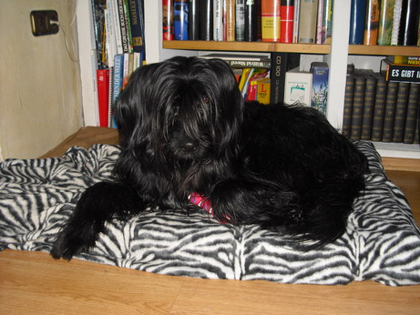 RegenbogenGilda-Nelly1