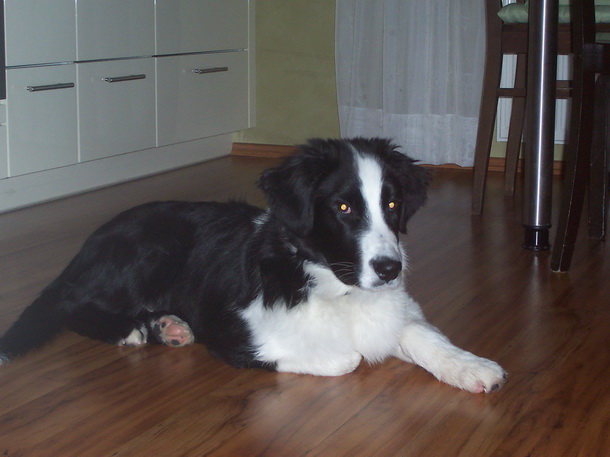 RegenbogenIggl-Clooney1