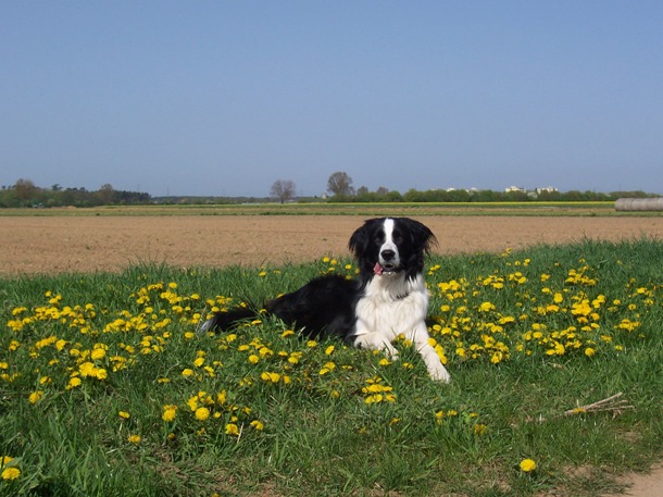 RegenbogenIggl-Clooney3
