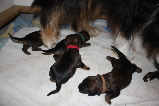 T-Wurf05020 T-Wurf05020