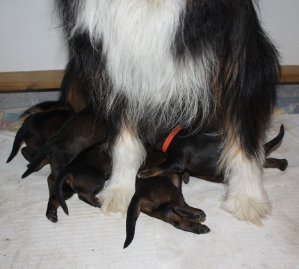 T-Wurf05021 T-Wurf05021