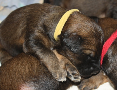 T-Wurf050210 T-Wurf050210