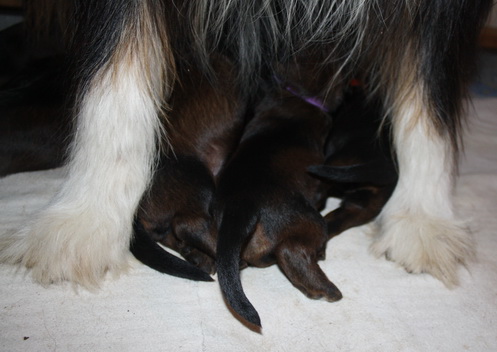 T-Wurf05022 T-Wurf05022