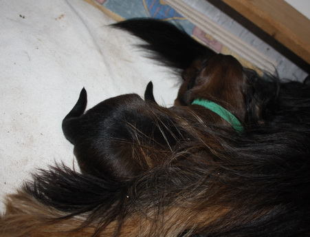 T-Wurf05023 T-Wurf05023