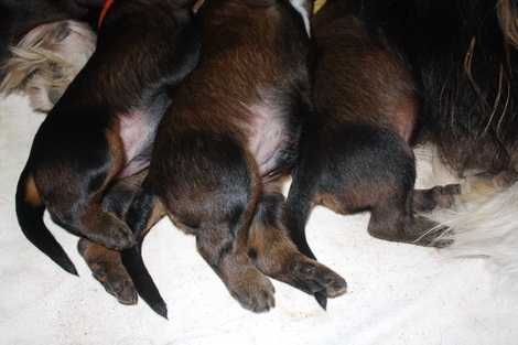 T-Wurf05024 T-Wurf05024