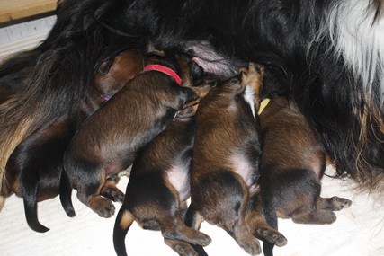 T-Wurf05025 T-Wurf05025