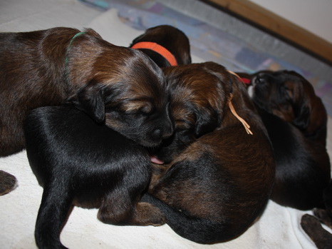 T-Wurf05026 T-Wurf05026