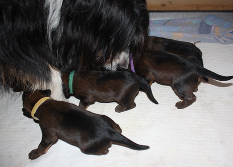 T-Wurf05027 T-Wurf05027