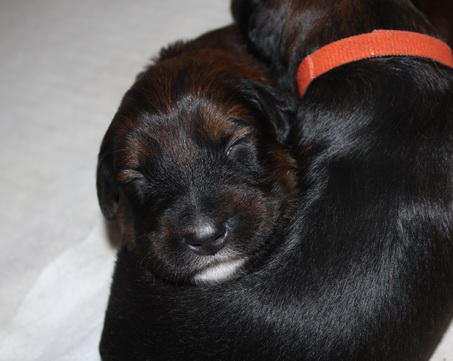 T-Wurf05029 T-Wurf05029