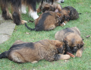 T-Wurf05030 T-Wurf05030