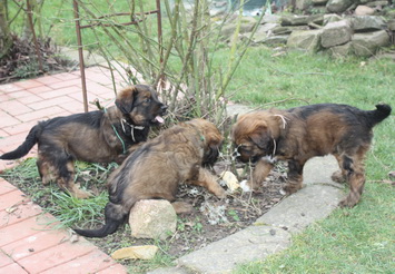 T-Wurf05031 T-Wurf05031