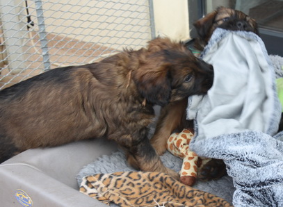 T-Wurf050310 T-Wurf050310