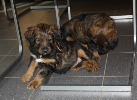 T-Wurf050311 T-Wurf050311