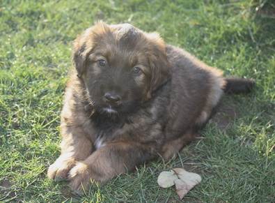 T-Wurf050312 T-Wurf050312