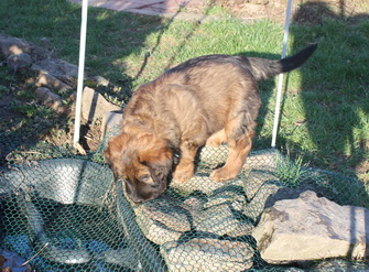 T-Wurf050313 T-Wurf050313