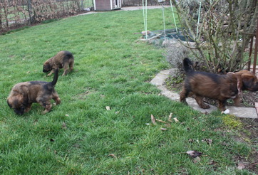 T-Wurf05032 T-Wurf05032