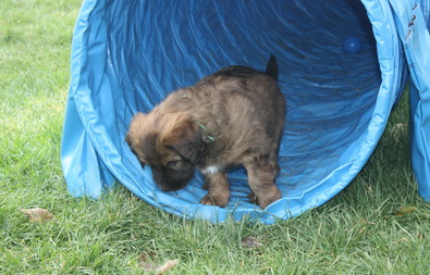 T-Wurf05033 T-Wurf05033