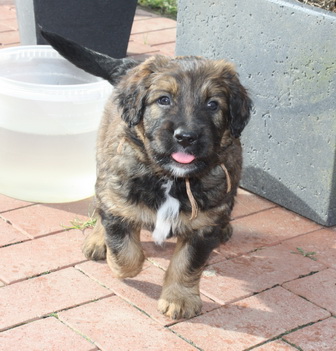 T-Wurf05034 T-Wurf05034