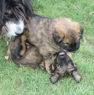 T-Wurf05035 T-Wurf05035