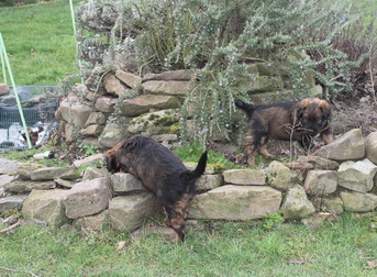 T-Wurf05036 T-Wurf05036