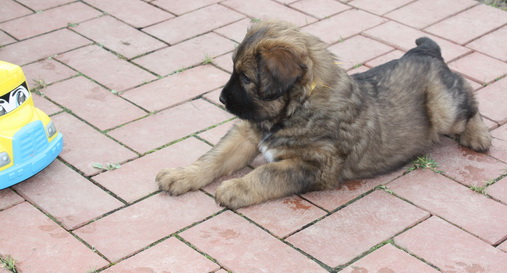 T-Wurf05037 T-Wurf05037