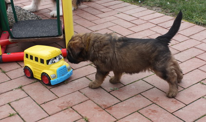 T-Wurf05038 T-Wurf05038