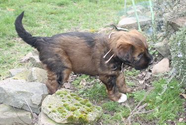 T-Wurf05039 T-Wurf05039