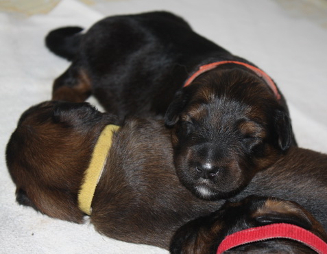 T-Wurf07020 T-Wurf07020