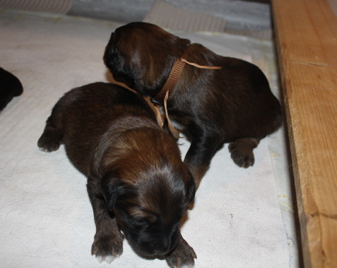 T-Wurf07021 T-Wurf07021