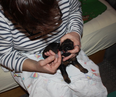 T-Wurf070210 T-Wurf070210