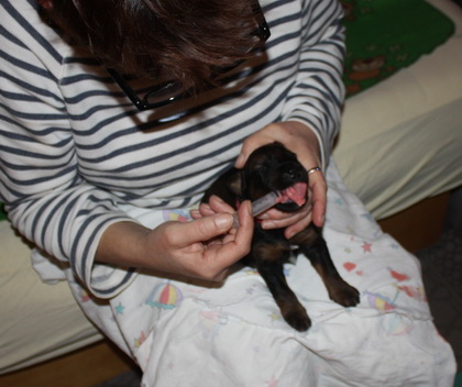 T-Wurf070211 T-Wurf070211