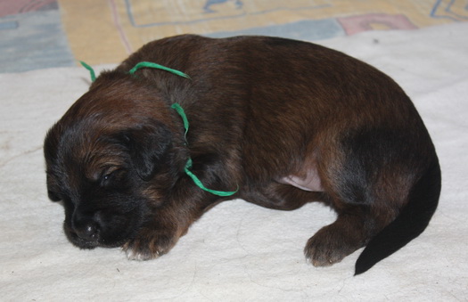 T-Wurf070212 T-Wurf070212