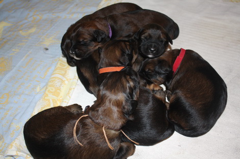 T-Wurf07022 T-Wurf07022