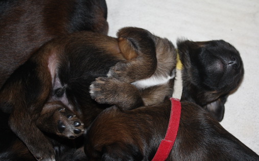 T-Wurf07023 T-Wurf07023