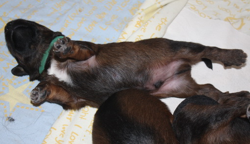 T-Wurf07024 T-Wurf07024