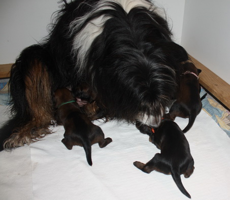 T-Wurf07025 T-Wurf07025