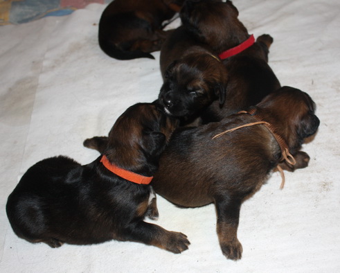 T-Wurf07026 T-Wurf07026