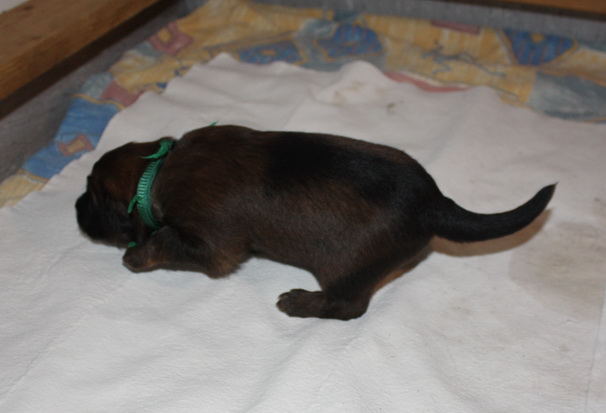 T-Wurf07027 T-Wurf07027